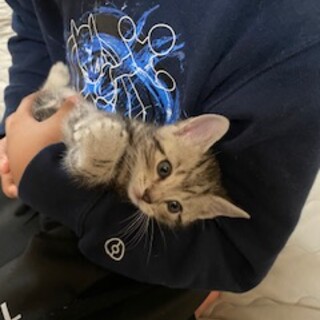 アメショーの里親募集