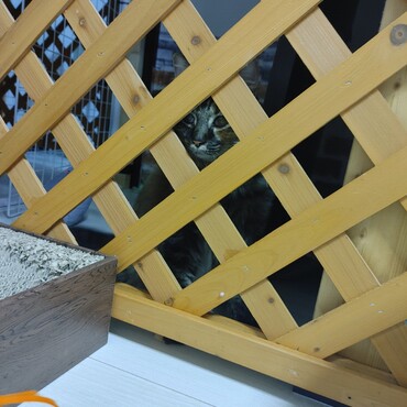 あたちが見てるからママはしっかり仕事してきてね❗