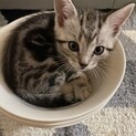 アメショーの里親募集