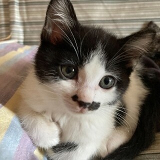 黒白八割れおひげちゃん