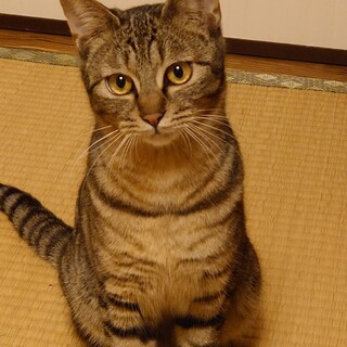 とら柄がきれいな、きじねこチータ