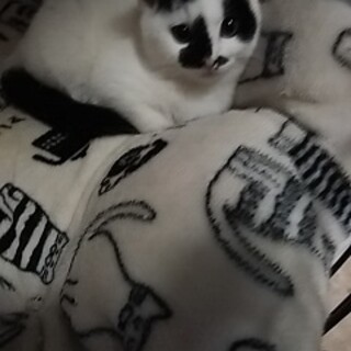 白黒控えめ女子もじゃこちゃん