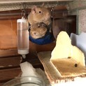 デグーの夫婦（クリーム）