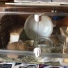 デグーの夫婦（クリーム） サムネイル2