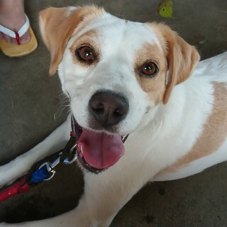 人間大好きな人懐こい三才女の子