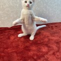 サテンと姉妹のシルク❤️人慣れして飼いやすい‼️