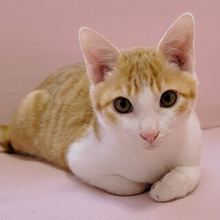 人も猫も大好き♡お膝でずーっと眠ります♡
