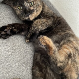 猫大好き！ちっちゃいけど大人な美少女ムギちゃん