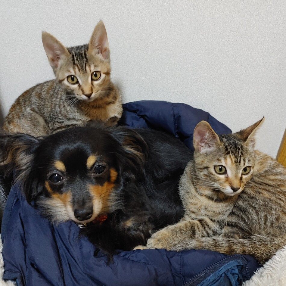 まー吉のカバー写真