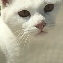 可愛い白猫です。