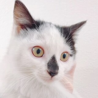 白黒の雫型のお鼻「ぴちょんくん」男の子3ヶ月