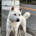 紀州犬　現役で展覧会出陳中の美犬　