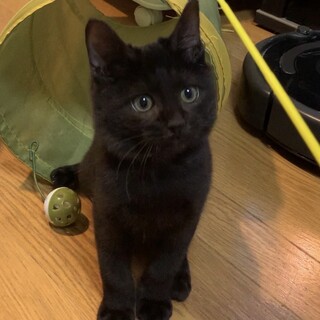 里親決定！人懐っこい黒猫風太くん♡