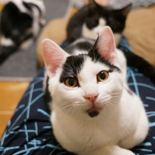 健康優良児シロクロ男の子