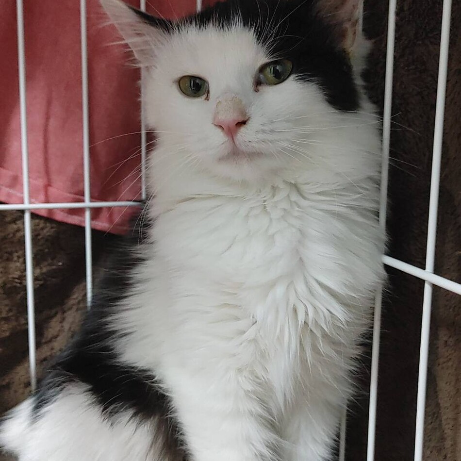 ナナのカバー写真