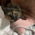 人懐っこい可愛い子猫里親募集です