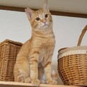 犬も猫も人も大好き甘えん坊過ぎる茶トラ男子　トキ君