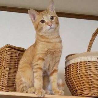犬も猫も人も大好き甘えん坊過ぎる茶トラ男子　トキ君