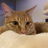 コトラ