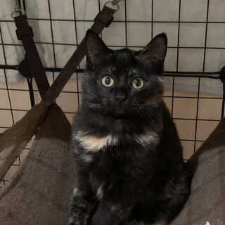 おとなしいサビ猫ちゃん(メス)