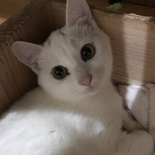まゆげ猫3兄弟の長女