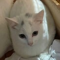 まゆげ猫3兄弟の次女
