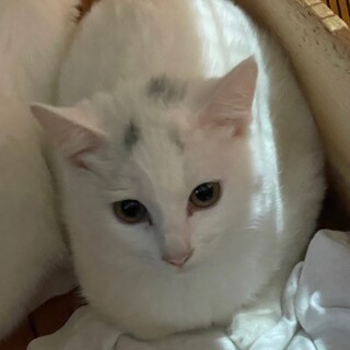 まゆげ猫3兄弟の次女