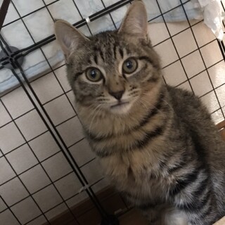 おとなしいトラ猫ちゃん(オス)