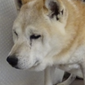 あったかいお家で一緒に暮らしたいなぁ