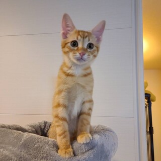 【ありがとうございました】茶トラ4兄弟！にこ