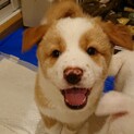 ふわふわ ２ヶ月の大きな男の子