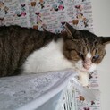 修理くん　お外でずっと頑張ってきたシニア猫さん♂