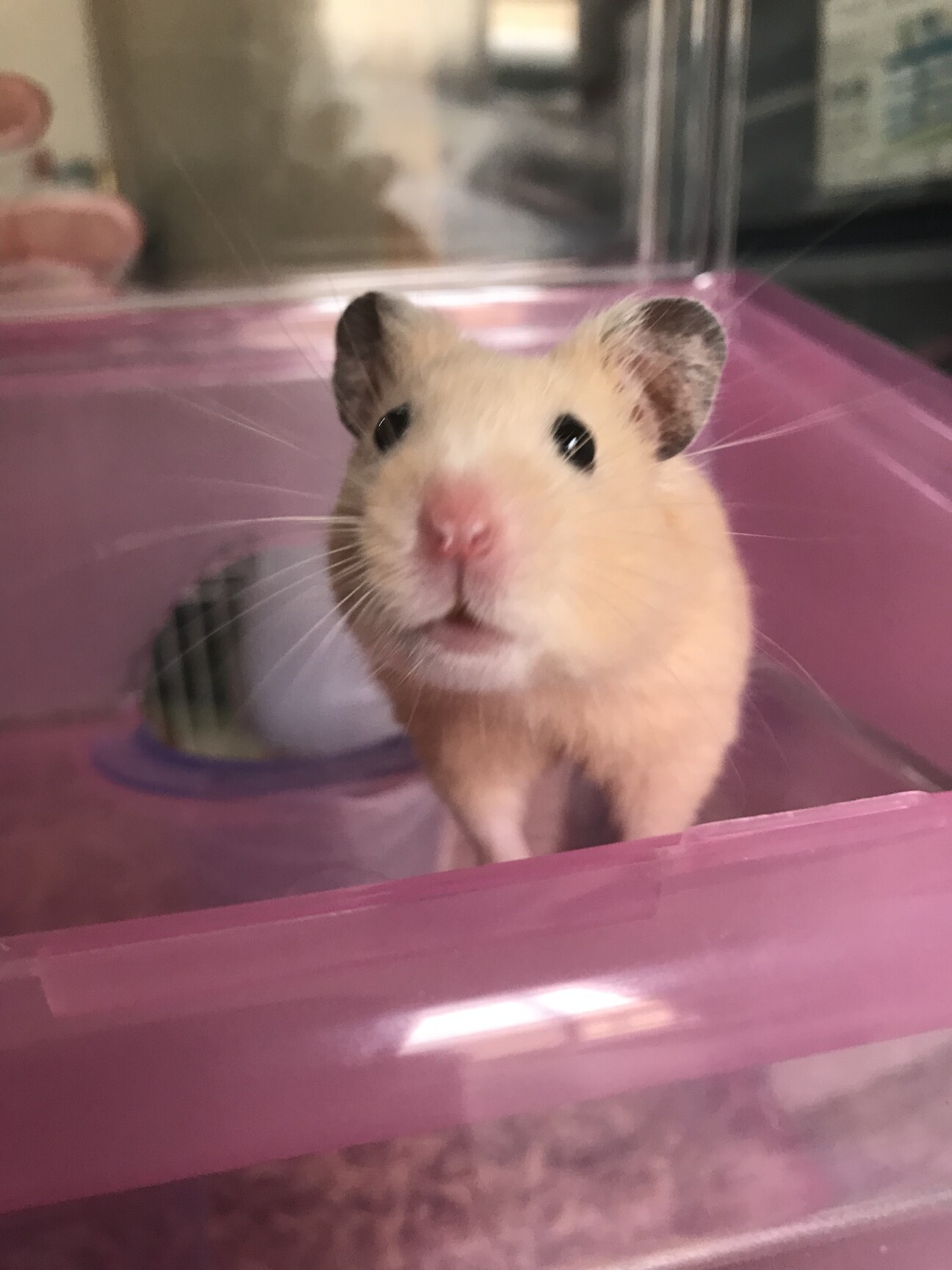 イエロージャンガリアンハ 静岡県 小動物の里親募集 ペットのおうち 月間利用者150万人