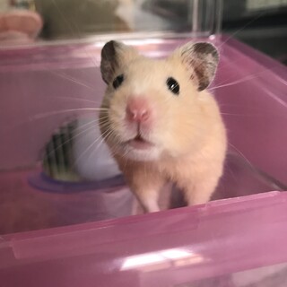 イエロージャンガリアンハムスター