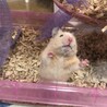 イエロージャンガリアンハムスター サムネイル3