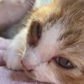 やんちゃなくせにビビりなこてつくん