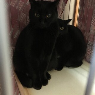 黒猫オス　くろくん　おもちゃ大好き