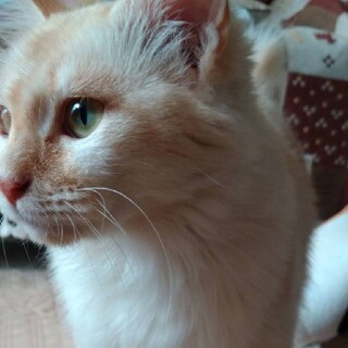 キラキラオスカル　美しすぎる猫レイちゃん