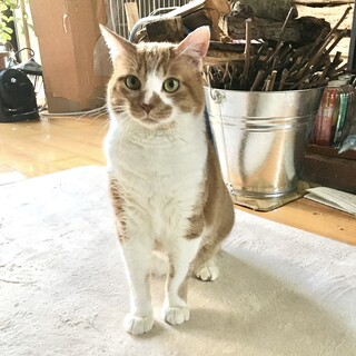 茶白男子、FIV陽性