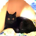 クロネコ子猫♪里親募集中☆