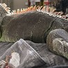飼い主は乗り物。乗人しながら日向ぼっこ