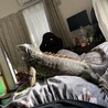 飼い主の尻は乗り物ではない