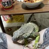 「食事の時間ですね？イグアナも食べます」