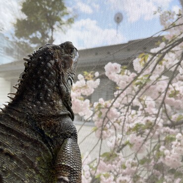 お花見