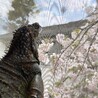 お花見
