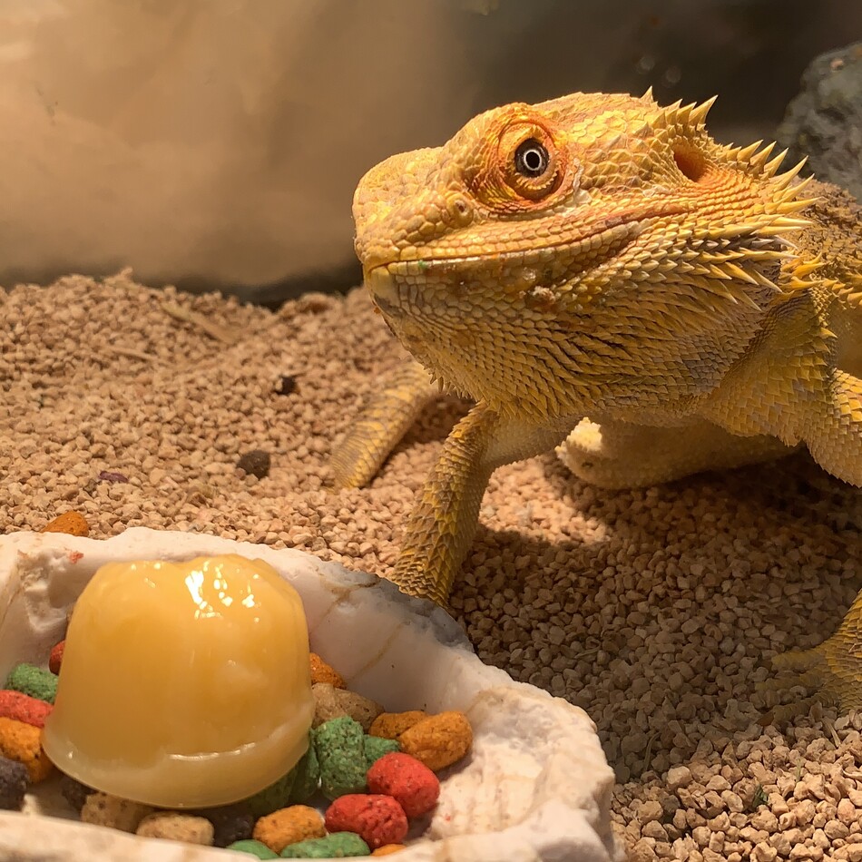 小鉄のカバー写真