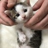 アニマルボランティアTUNAGU