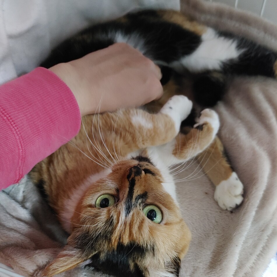 ミミちゃんのカバー写真