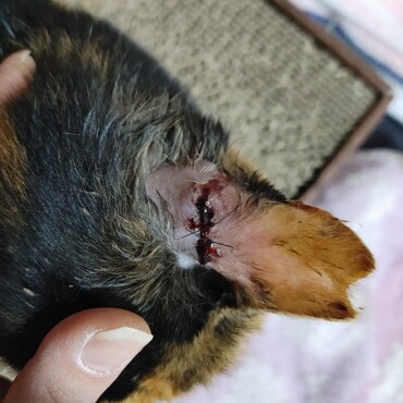 膿が溜まり破裂。大きく穴が空いた様な傷を縫ってもらいました。