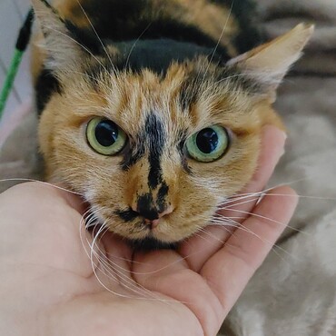 ミミちゃんのお目めはフクロウさんの目に似てるね♡